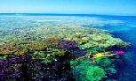 (Day 5) - Day Tour  - Australia's Natural Wonder, the Great Barrier Reef